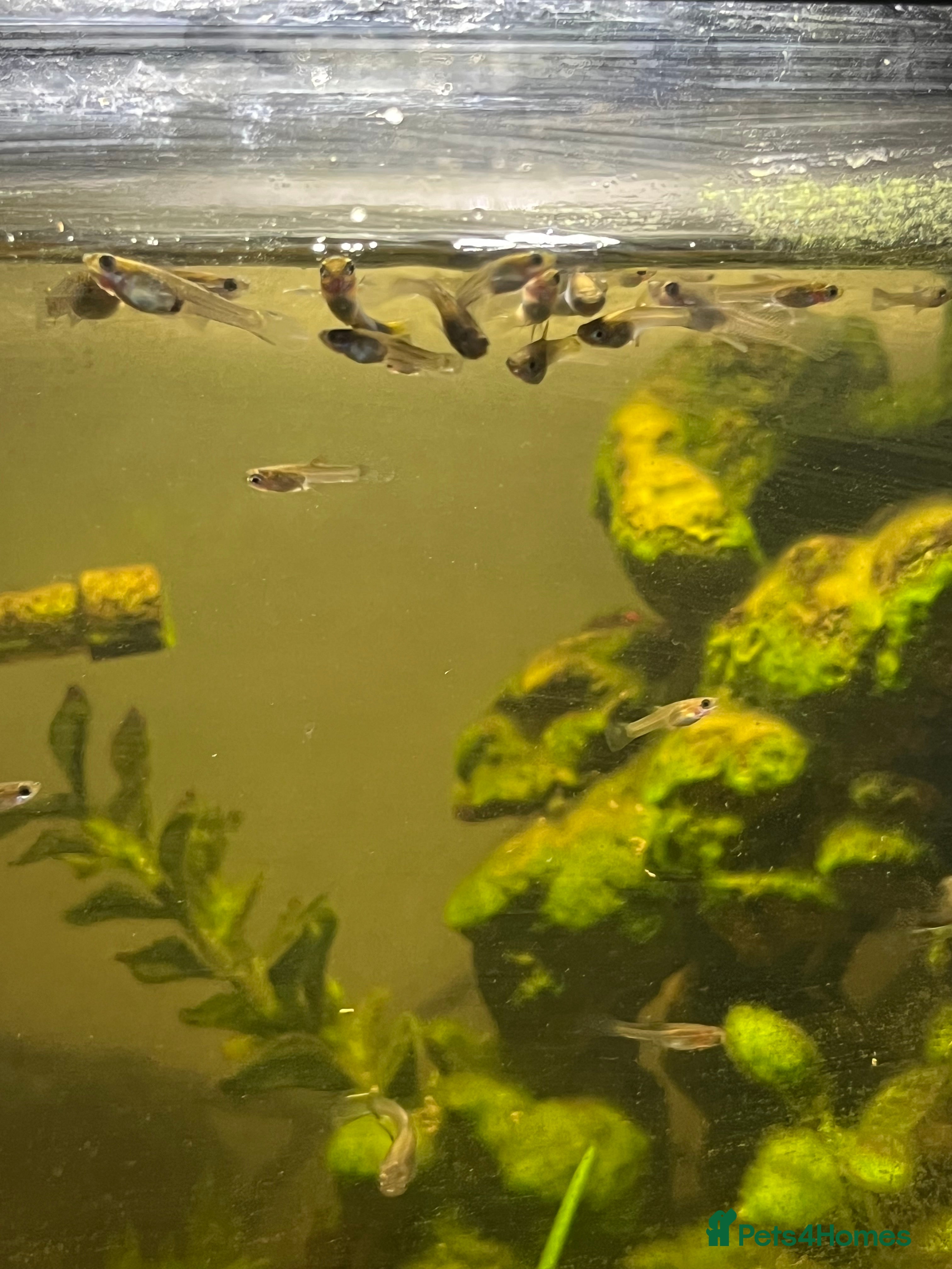 Other/Mixed Breed fish Baby And Adult Guppys - Advert 1