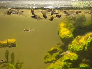 Other/Mixed Breed fish Baby And Adult Guppys - Advert 1