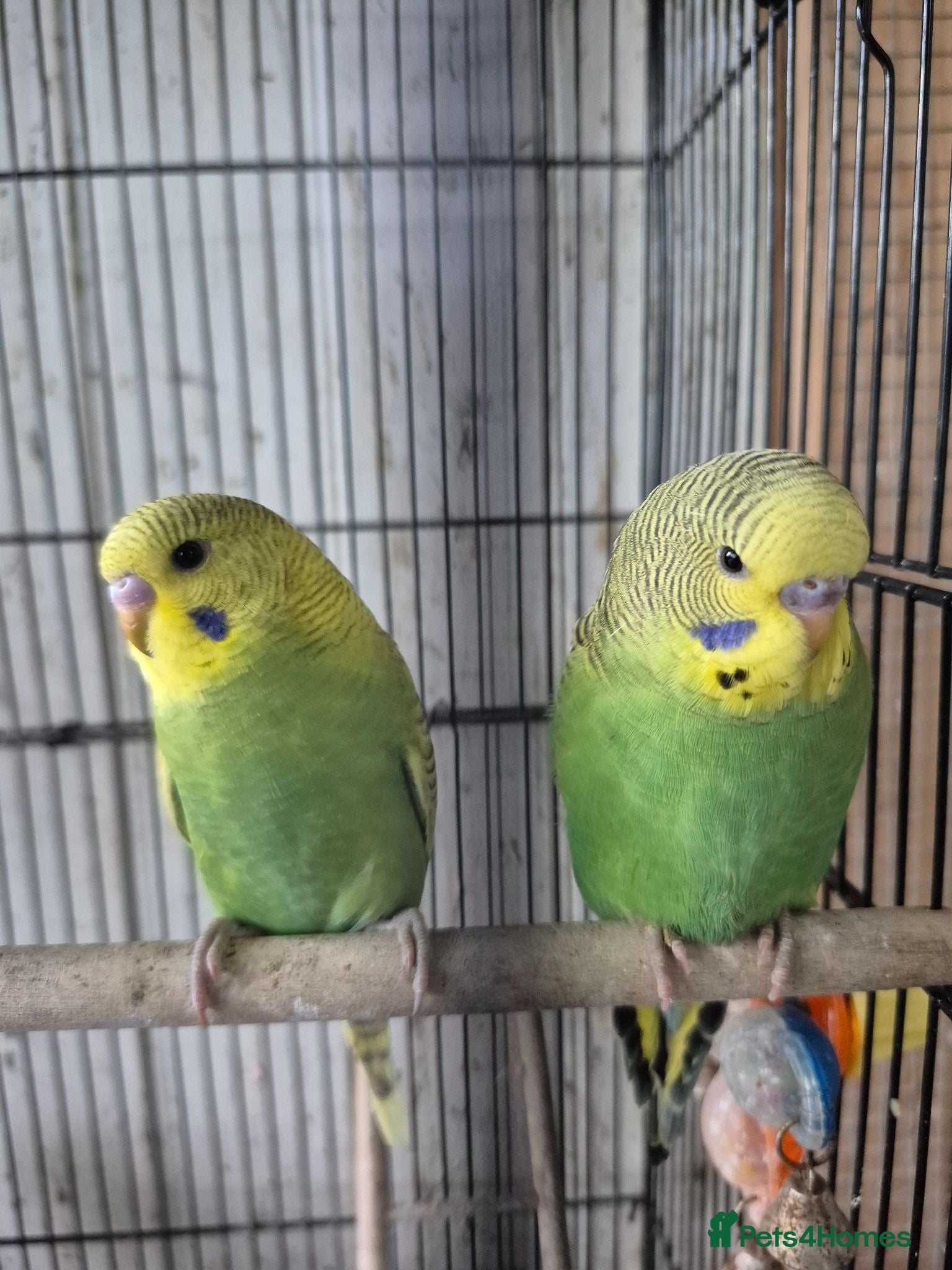 Budgerigars birds Baby budgies - Advert 11