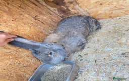 Continental Giant rabbits for sale: Massive Giant Rabbit Female - Advert 1