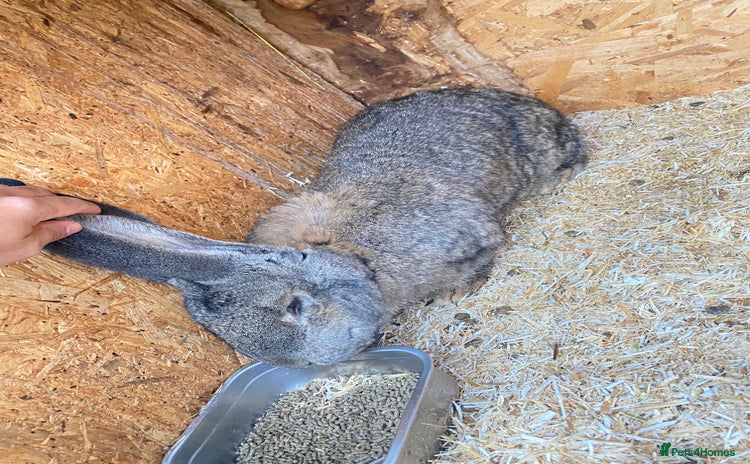 Continental Giant rabbits Massive Giant Rabbit Female - Advert 4