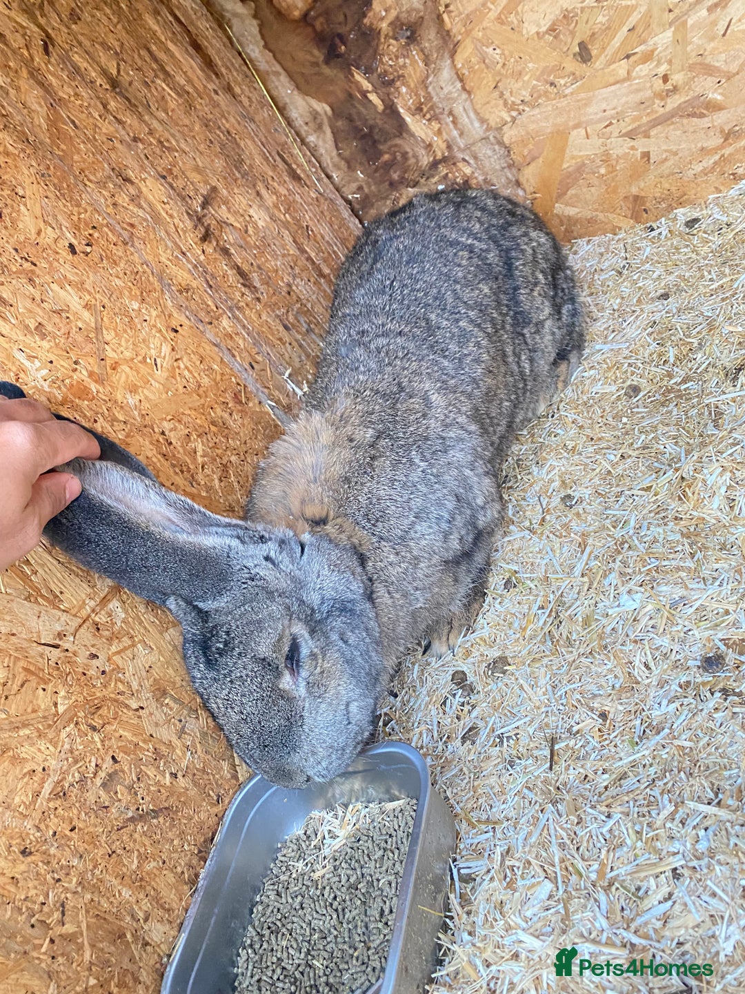 Continental Giant rabbits for sale: Massive Giant Rabbit Female - Advert 1