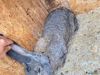 Continental Giant rabbits Massive Giant Rabbit Female - Advert 8