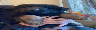 German Shepherd Puppy 1