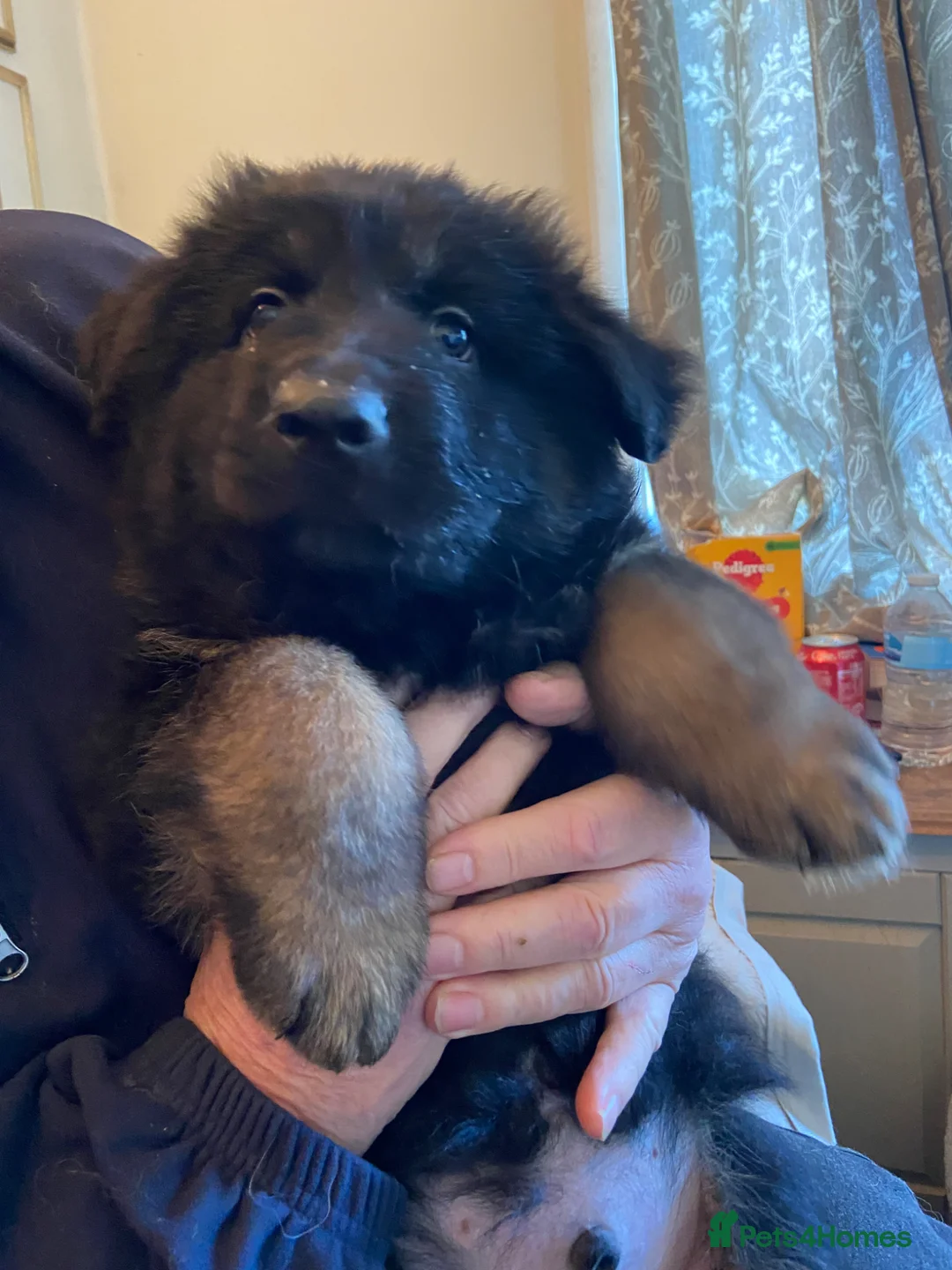 German Shepherd dogs for sale: German shepherd Isabella  in Ashford - Advert 1