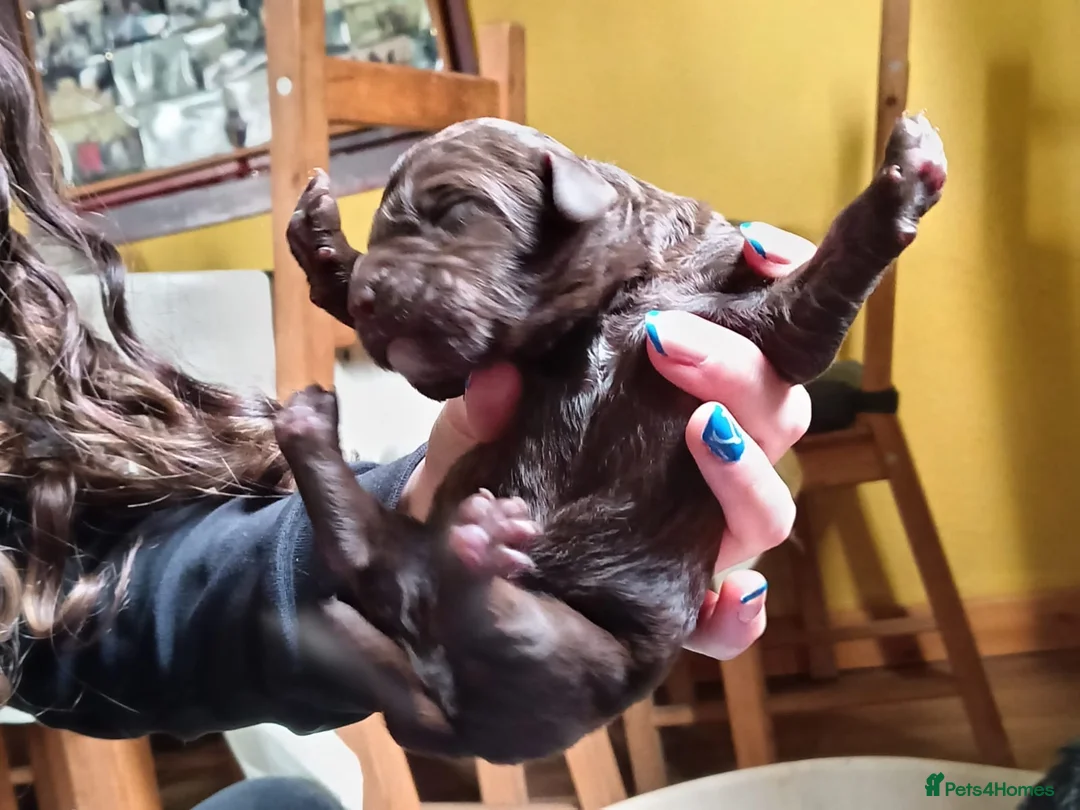 Springador dogs for sale: Beautiful springadors, 6 boys 2 girls. in Kirriemuir - Advert 2
