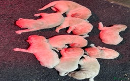 Golden Retriever dogs for sale: Beautiful Chunky Goldie’s  - Image 14