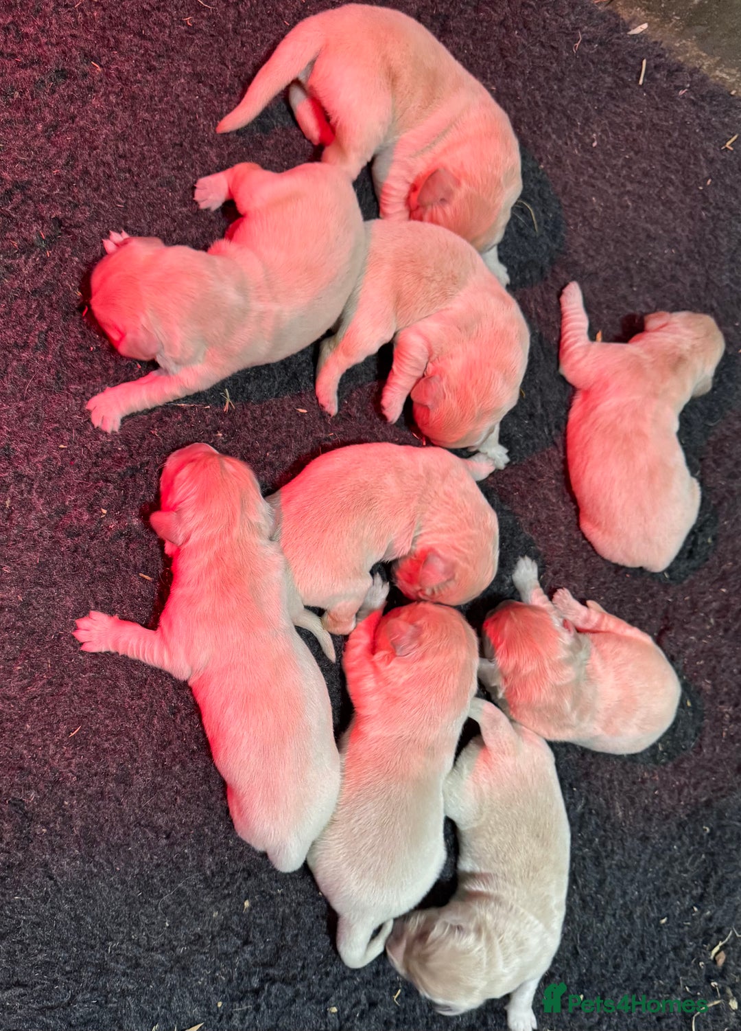 Golden Retriever dogs for sale: Beautiful Chunky Goldie’s  - Image 14