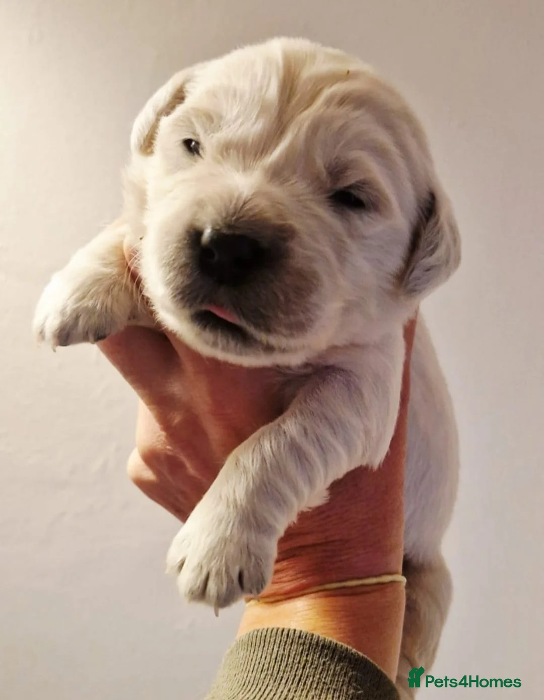 Golden Retriever dogs for sale: Newmiller Retrievers - One Girl Avaliable  - Advert 7