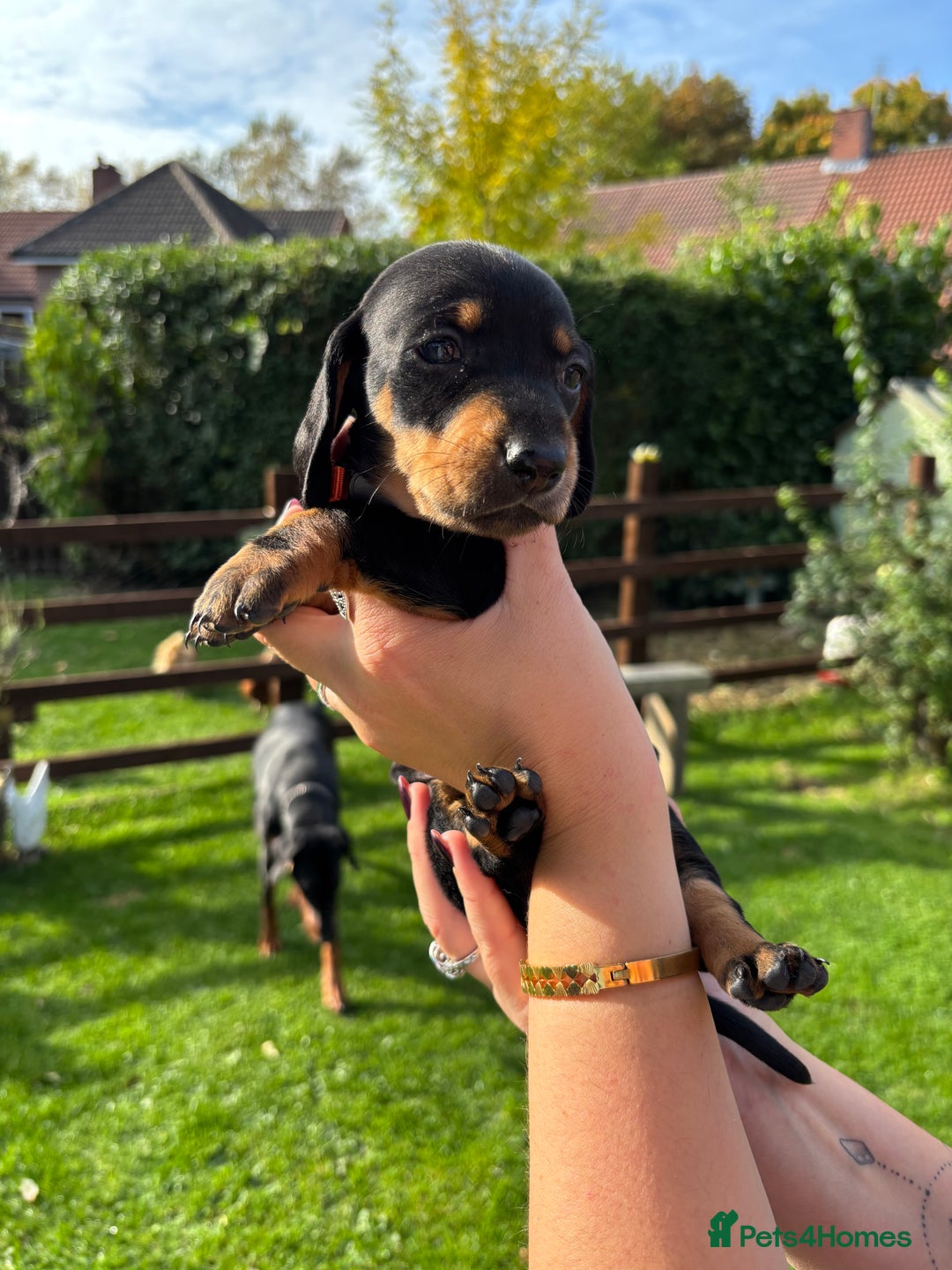 Dachshund dogs for sale: Kc standard Black and Tan dachshunds - Image 18