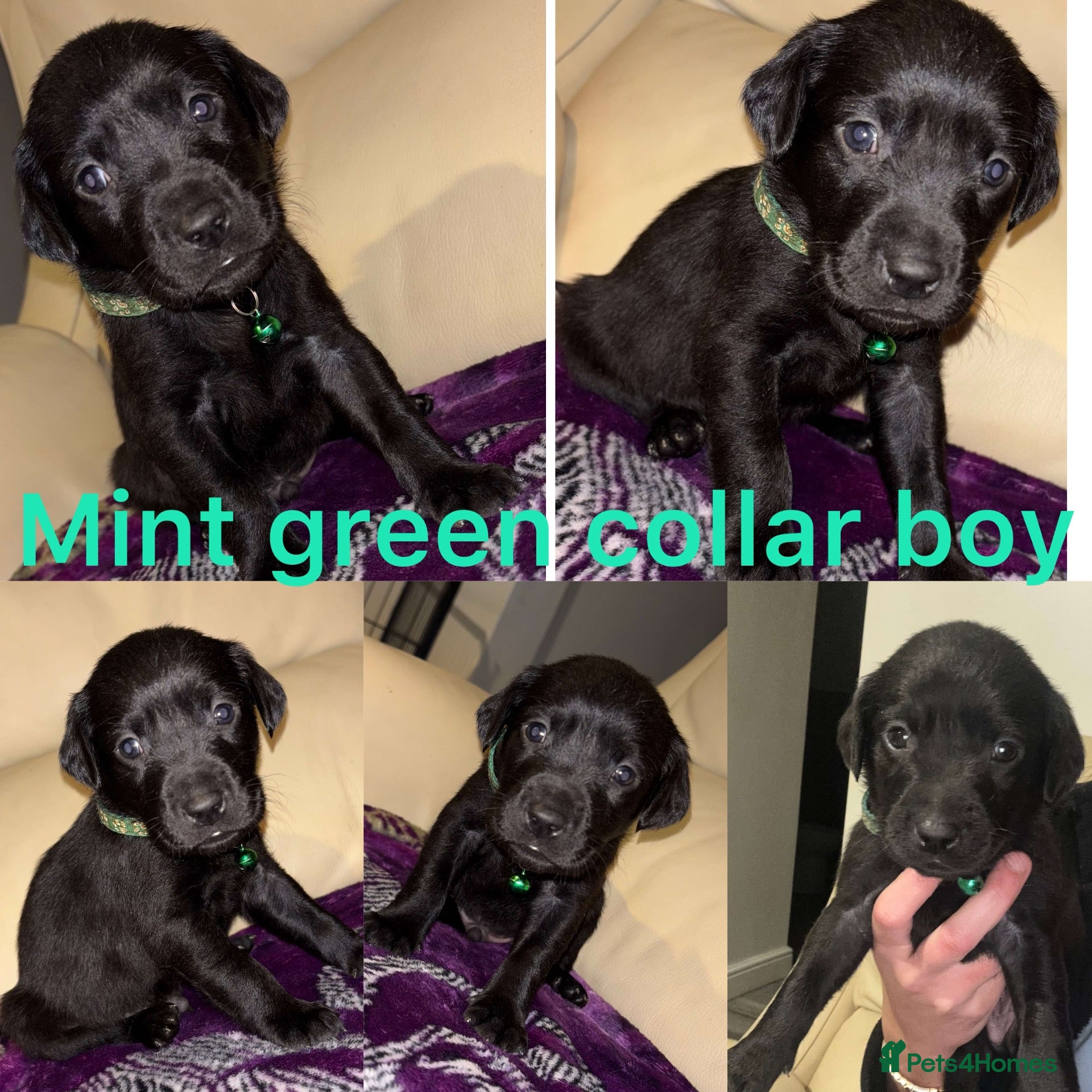 Labrador Retriever dogs Chocolate/Yellow/Black KC Reg Labrador Retrievers  - Advert 2