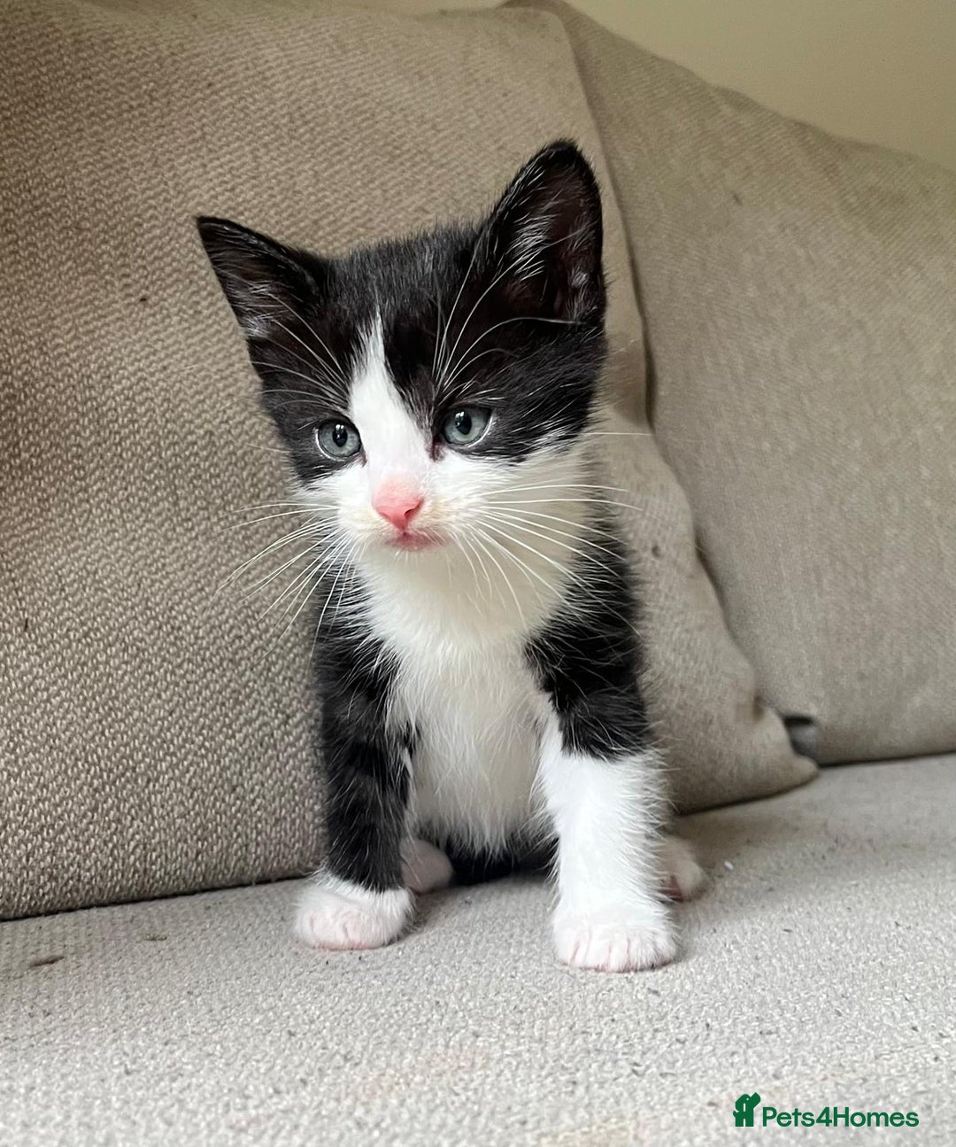 Mixed Breed cats for sale: 5 Beautiful fluffy kittens ready to be re-homed ❤️ - Image 19