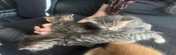 Mixed Breed cats for sale: Beautiful female grey tabby kittens - Advert 7