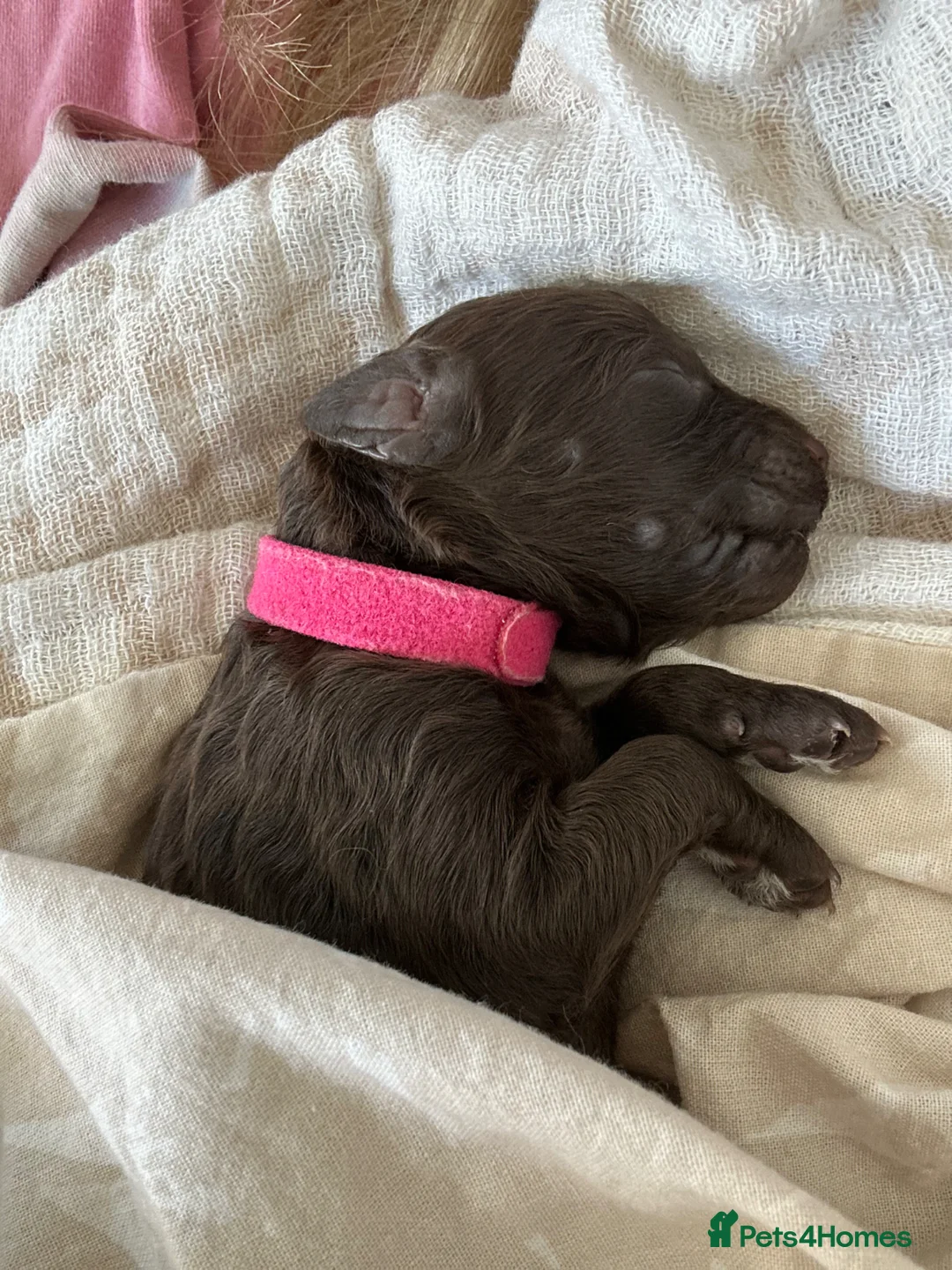 Sproodle dogs for sale: 7 Beautiful Sproodle Puppies - Advert 5