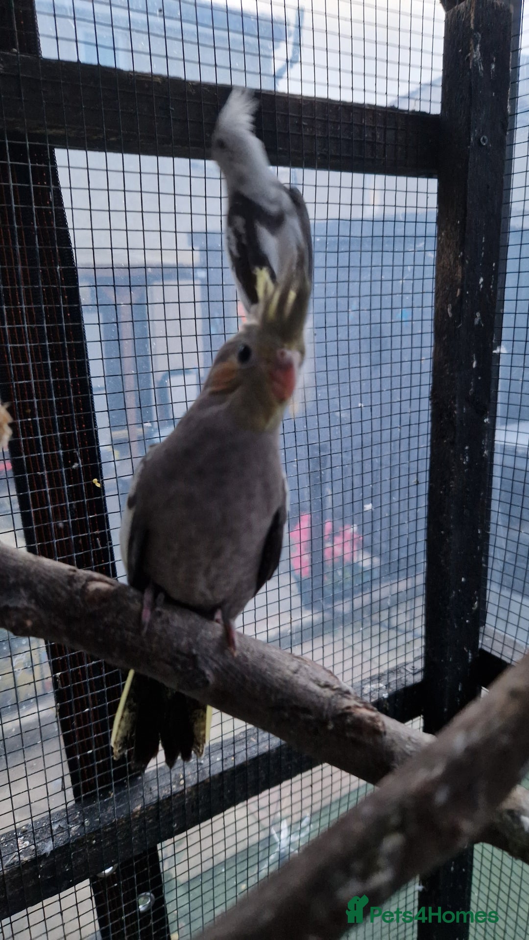 Cockatiels birds for sale: 1x 8 week old cockatiel £85  - Image 11