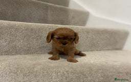Cavalier King Charles Spaniel dogs for sale: Cavalier King Charles  - Image 38