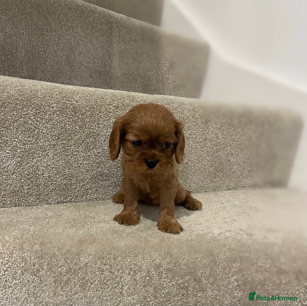 Cavalier King Charles Spaniel dogs for sale: Cavalier King Charles  - Image 38