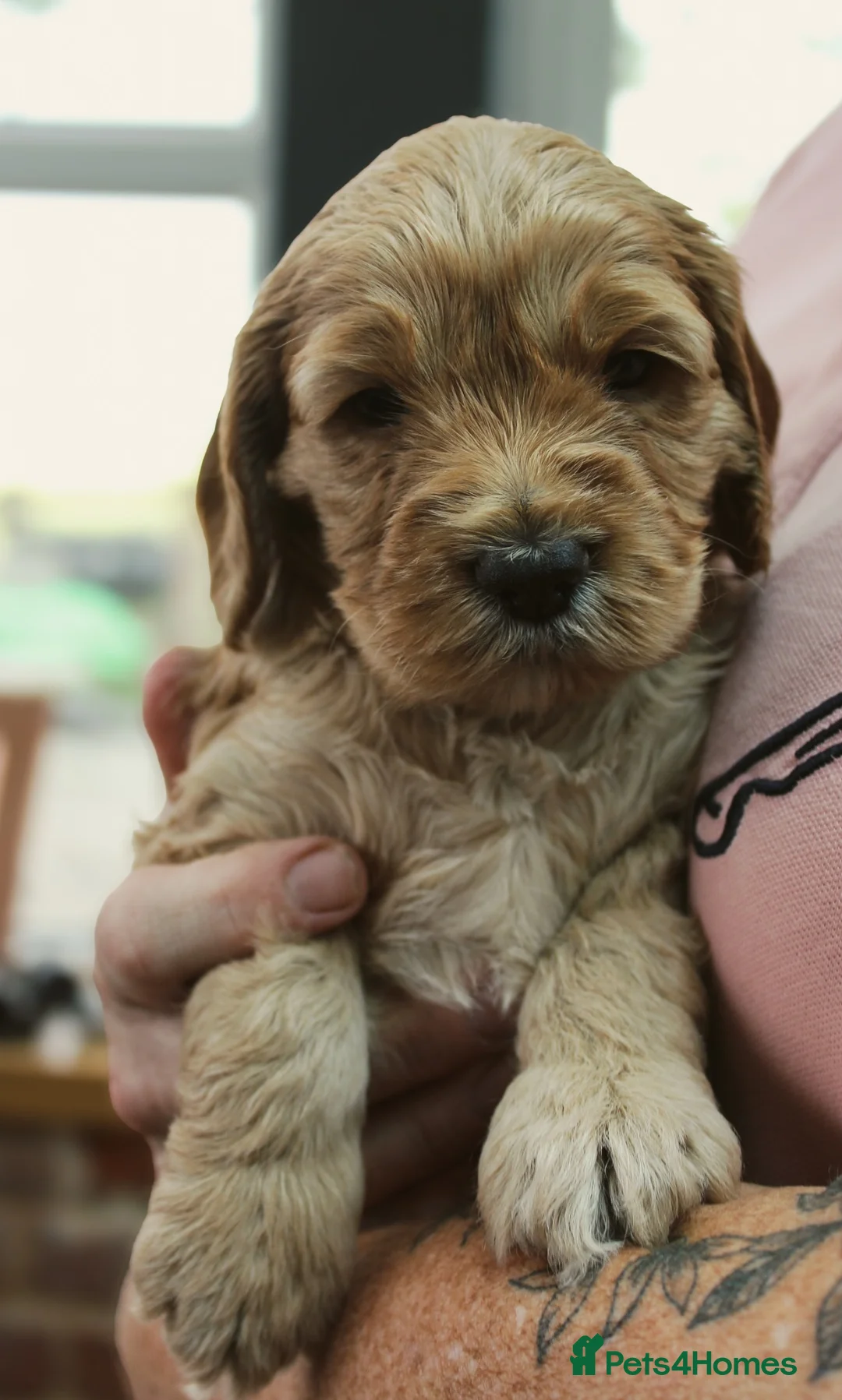 Cockapoo dogs for sale: Cockerpoos red and apricot  in Maldon - Advert 2