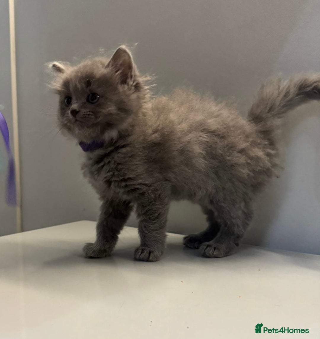 Ragdoll cats for sale: Fluffy Gorgeous Ragdoll Cross Kittens - Image 8