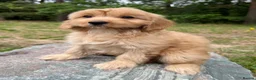 Cavapoo dogs for sale: £1250 Ready Now. - Advert 2