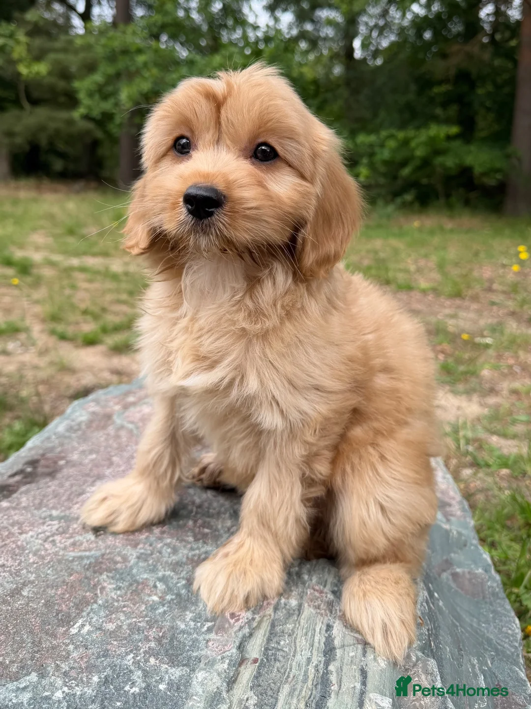 Cavapoo dogs for sale: £1250 Ready Now. - Advert 2