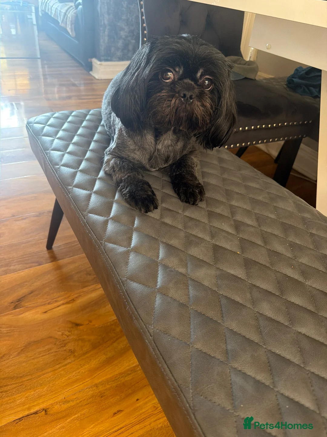 Mixed Breed dogs for sale: Pekingese x shihtzu puppys in Maesteg - Advert 4