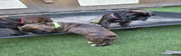 Boxer dogs for sale: Bobtail/tail Boxer Puppy in Ipswich - Advert 5