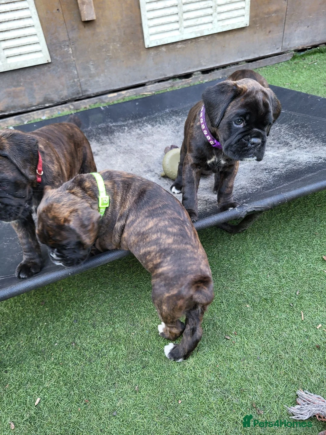 Boxer dogs for sale: Bobtail/tail Boxer Puppy in Ipswich - Advert 5