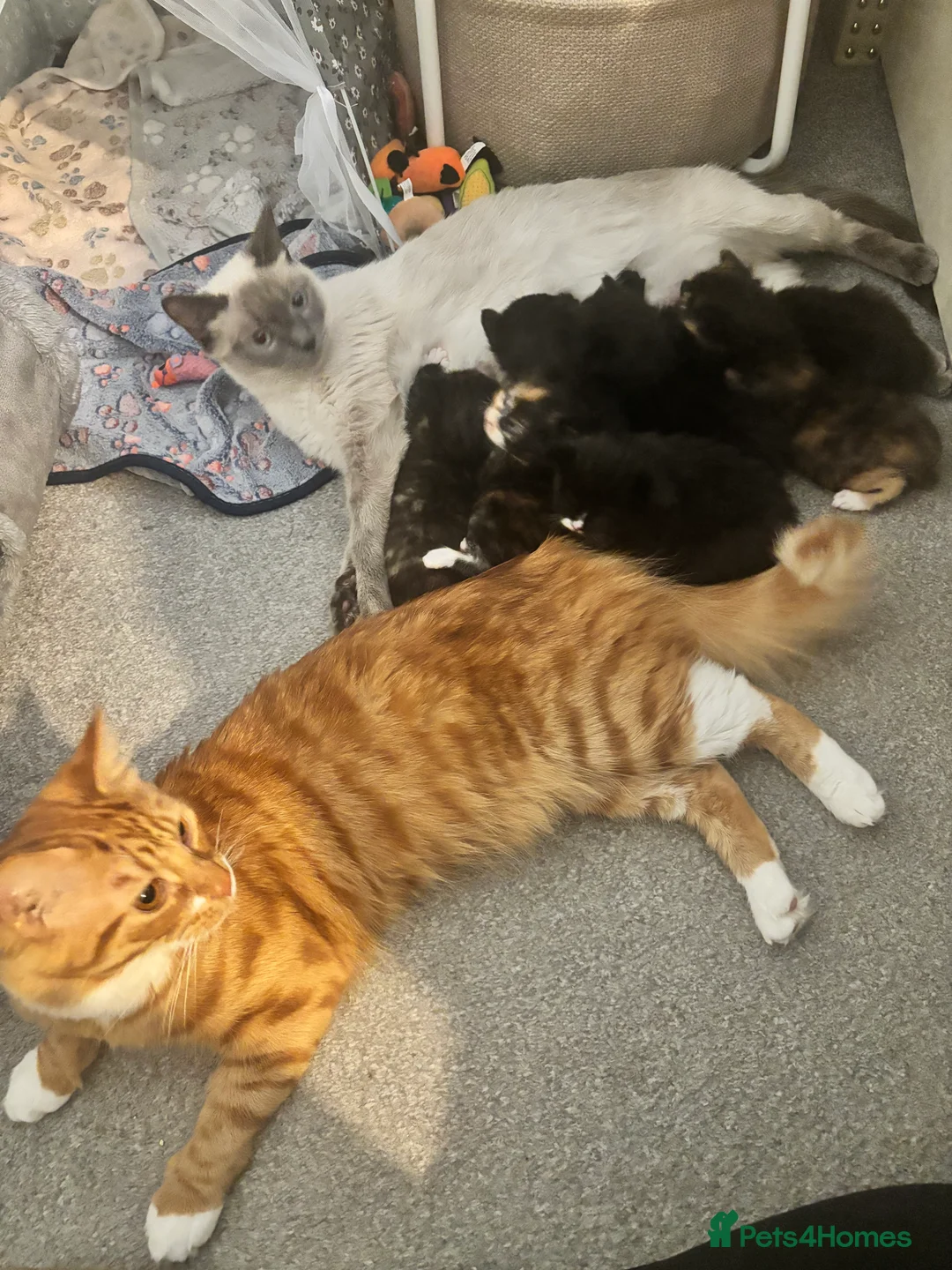 Mixed Breed cats for sale: Half ragdoll kittens  - Advert 2