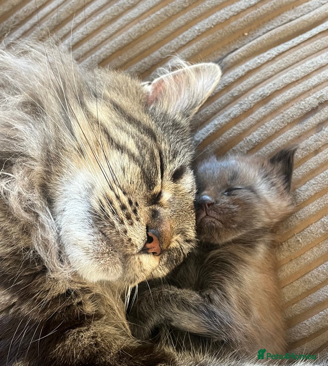 Maine Coon cats for sale: Pedigree Maine Coon Kittens - Image 9
