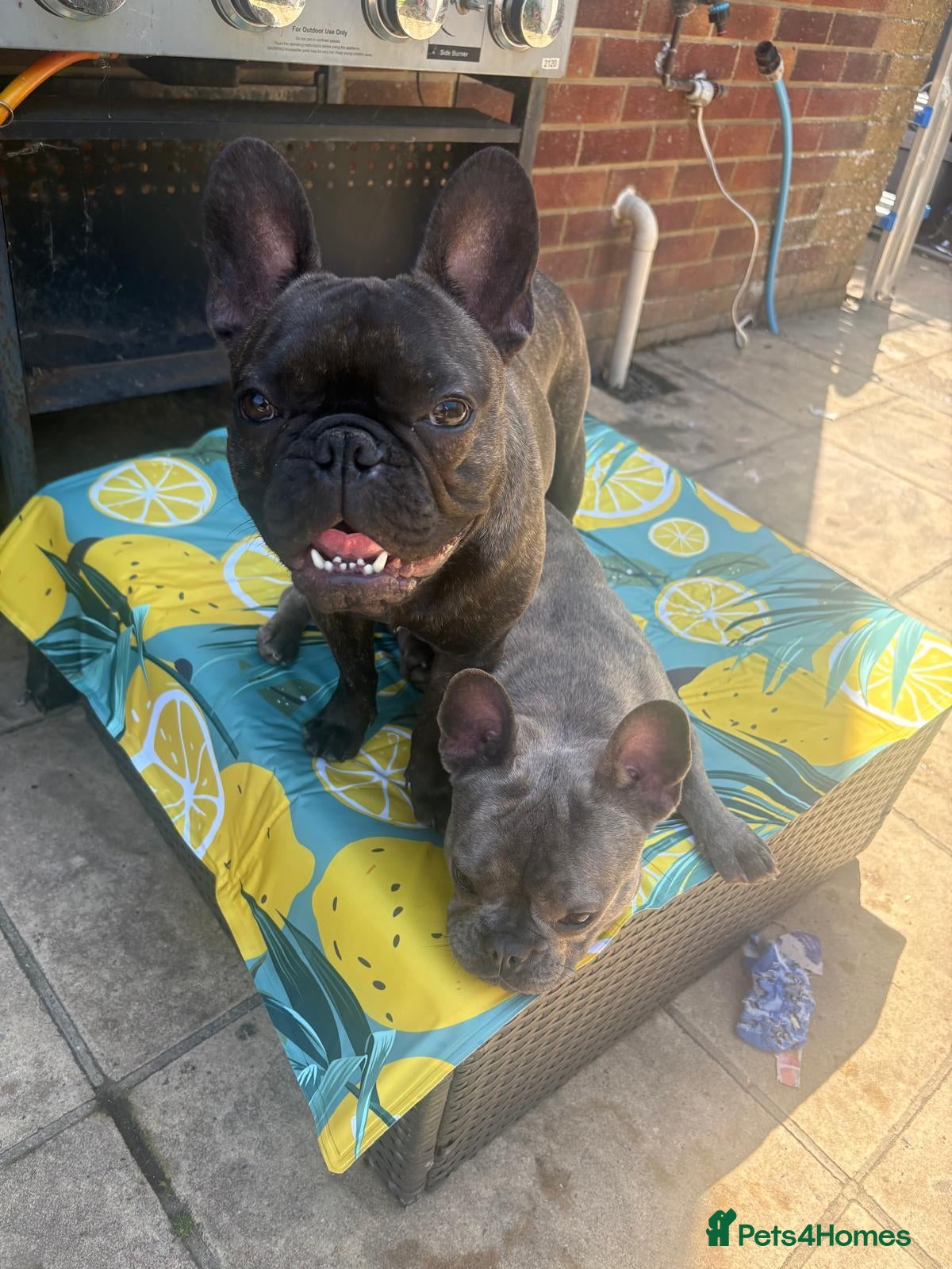 French Bulldog dogs Two French Bulldogs 14 months one boy and one girl - Advert 1