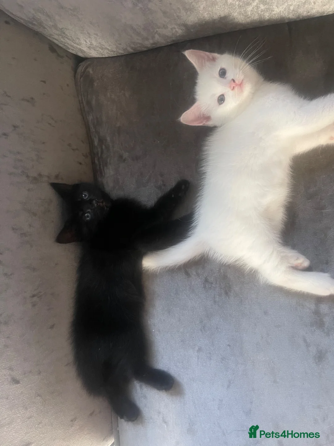 Mixed Breed cats for sale: Kittens for sale  - Advert 2