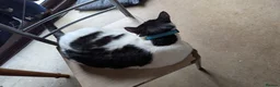 Mixed Breed cats for sale: Domestic medium hair cat in Kettering - Advert 3