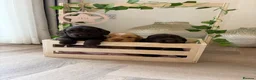 Cocker Spaniel dogs for sale: Show type cocker spaniels KC  - Advert 7