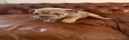 Olde English Bulldogge dogs for sale: Olde English Bulldogge  - Advert 6