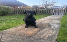 Labrador Retriever dogs for sale: 1 Black Labrador bitch left ready to go now  - Image 1