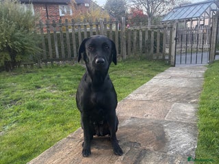 Labrador Retriever dogs - Advert 25