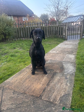 Labrador Retriever dogs - Advert 1