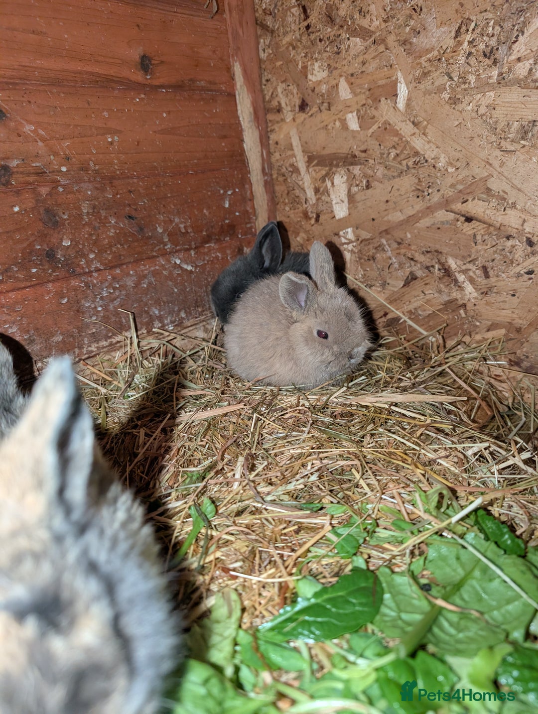 English rabbits for sale: Various Rabbits And Bunnies. Mixed Gender, colours - Advert 10