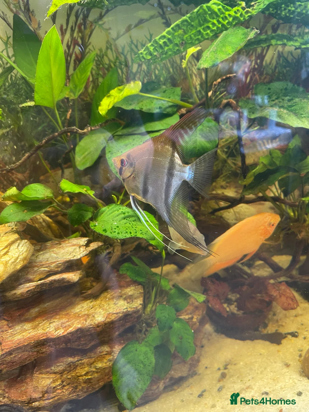 Cichlids fish for sale: Geophagus Brasiliensis, Surinamensis, Altifrons - Advert 20