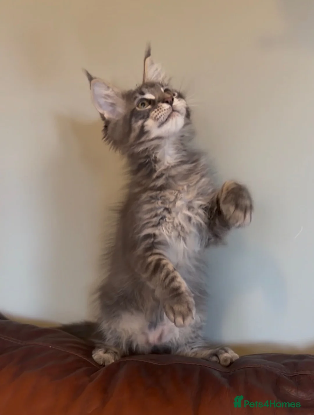 Maine Coon cats for sale: Sad sale big beautiful Maine coon boy TICA in Redhill - Advert 1