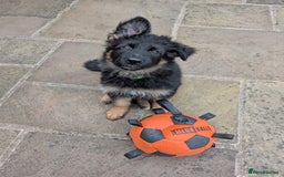German Shepherd dogs for sale: Gorgeous and healthy German Shepherds Puppies - Image 4