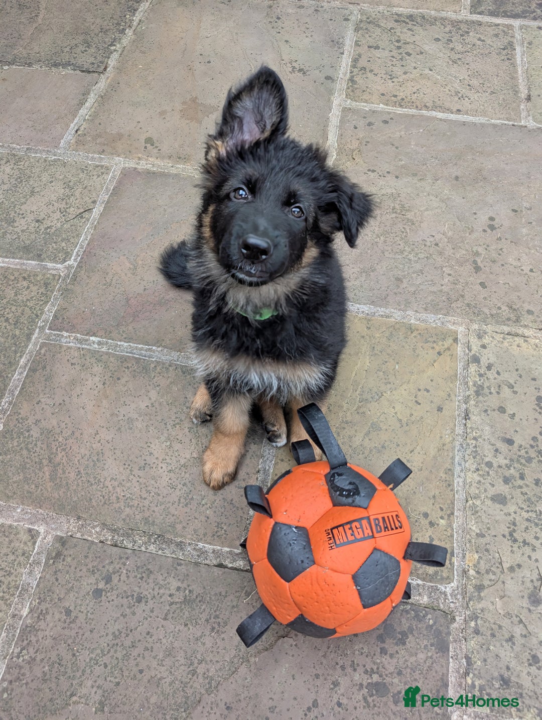 German Shepherd dogs for sale: Gorgeous and healthy German Shepherds Puppies - Image 4