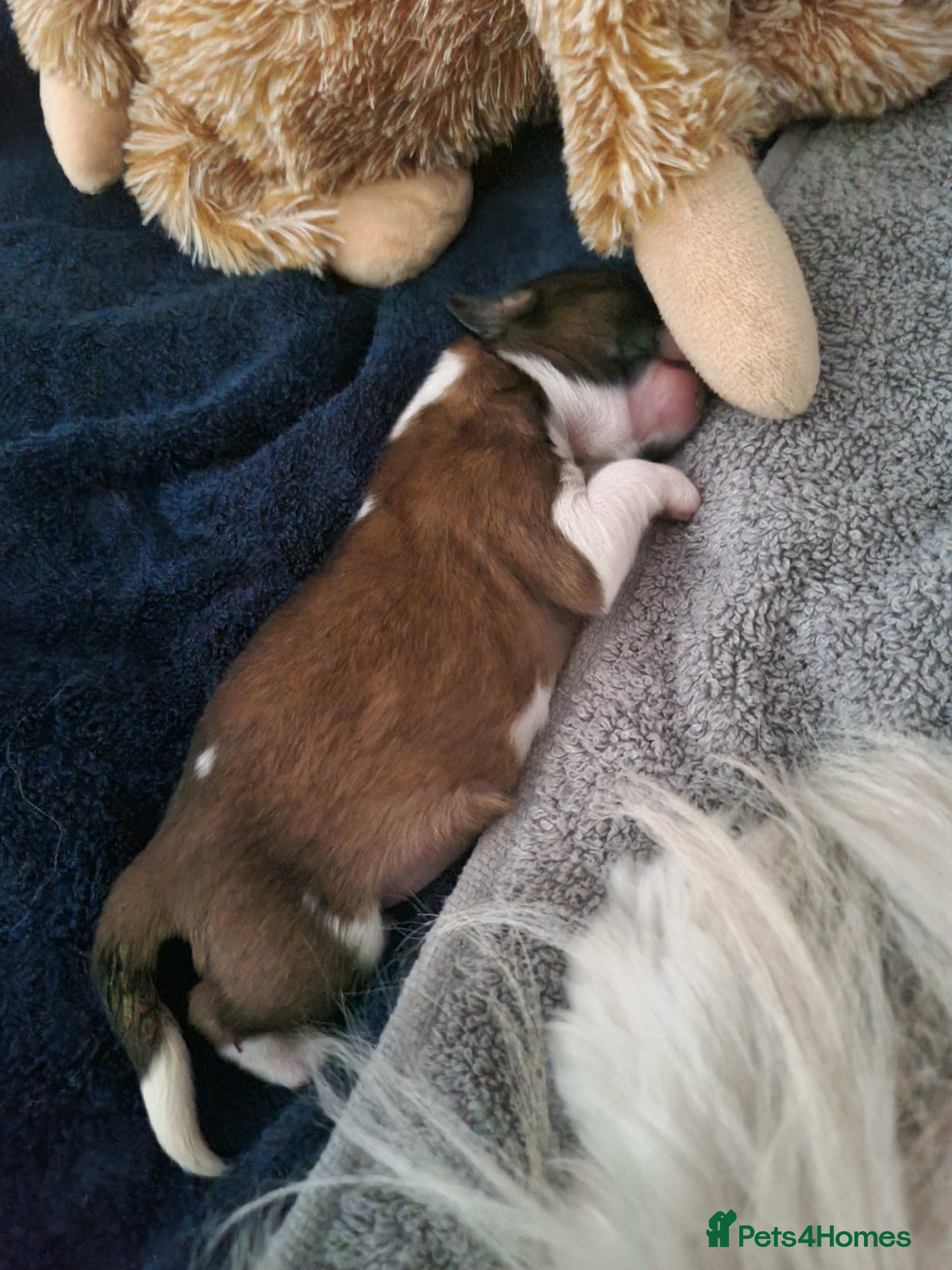 Shih Tzu dogs Male shih tzu pup - Advert 1