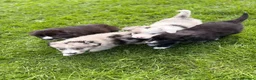 Border Collie dogs for sale: STUNNING BORDER COLLIE PUPS.  - Advert 1