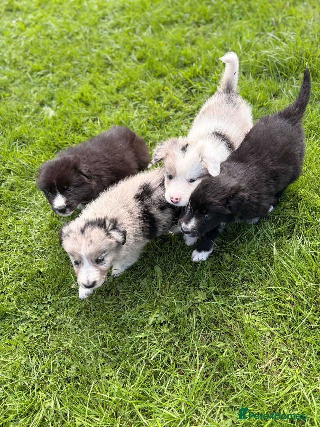 Border Collie dogs for sale: STUNNING BORDER COLLIE PUPS.  - Advert 1