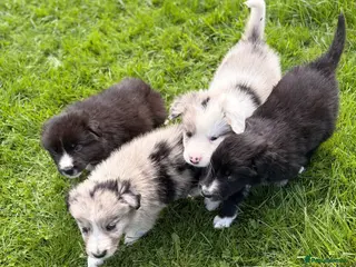 Border Collie dogs STUNNING BORDER COLLIE PUPS. - Advert 1