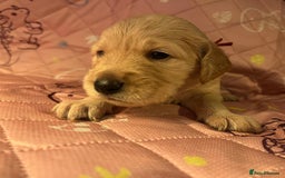 Goldendoodle dogs for sale: Beautiful F2 Goldendoodle Puppies  - Advert 8