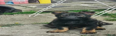 German Shepherd Puppy 5