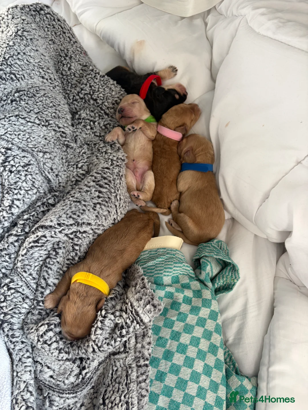 Cockapoo dogs for sale: Adorable cockapoos  - Advert 2